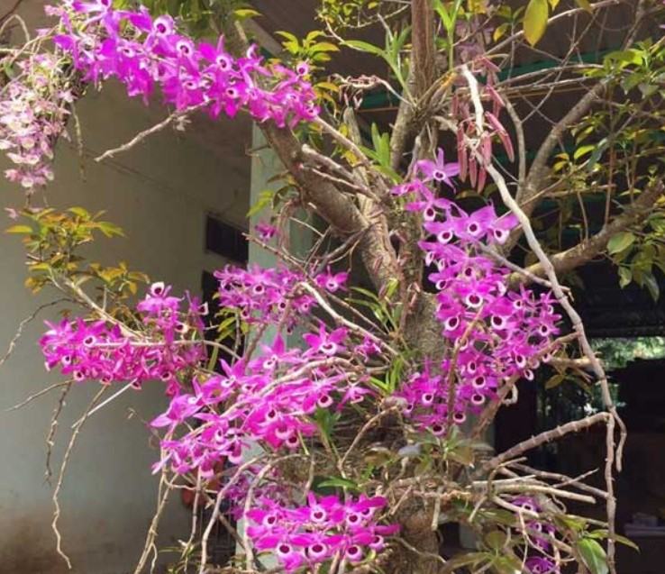 Hoa lan kèn - Nguồn gốc, đặc điểm, cách trồng và chăm sóc hoa lan kèn 17 - kythuatcanhtac.com