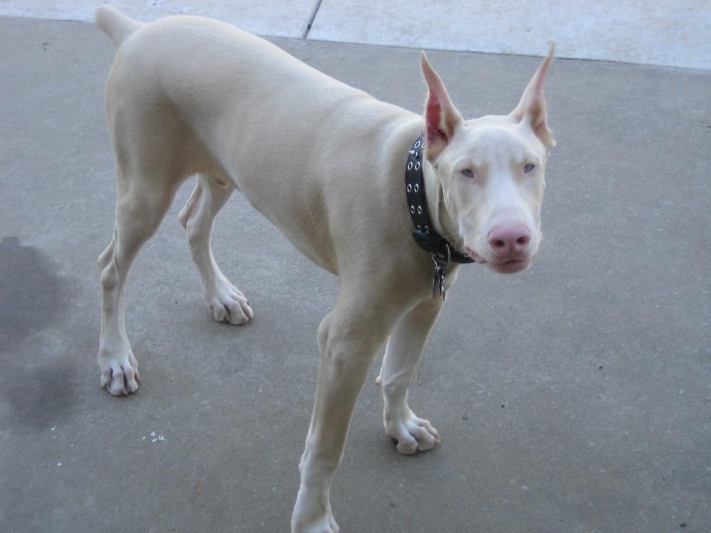 Màu lông trắng ở chó Doberman là kết quả của phối giống cận huyết - kythuatcanhtac.com