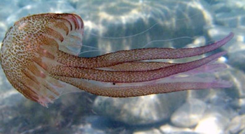 Những thông tin cơ bản liên quan đến loài sứa 13 - kythuatcanhtac.com