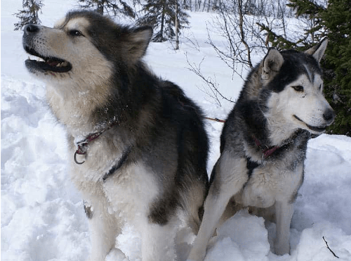 Chó Husky - Chú chó đa cảm xúc nhất trong tất cả các loại pet 18 - kythuatcanhtac.com
