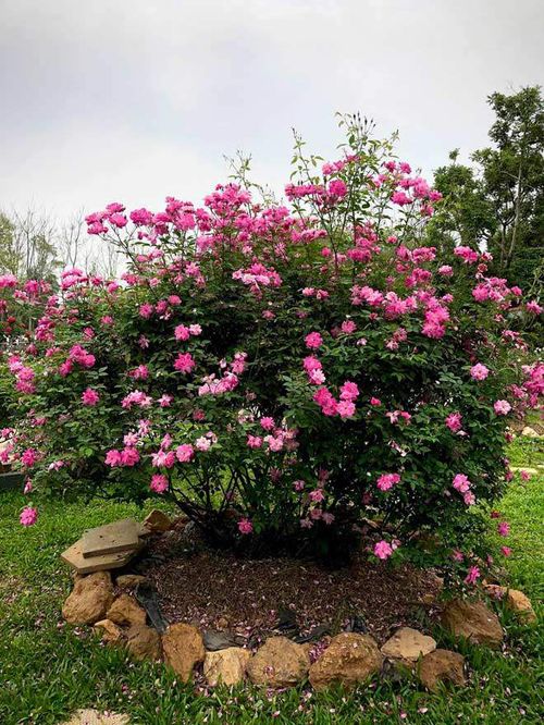 Mê mẩn vườn hồng đẹp như mơ, rộng hàng nghìn m2 của bà mẹ Hà thành - 8 - kythuatcanhtac.com