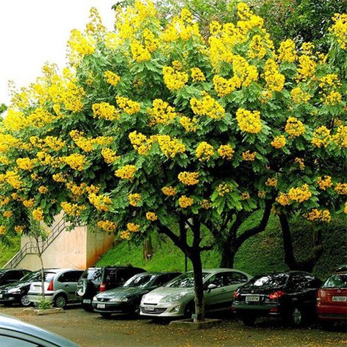6 loại cây bóng mát ít rụng lá, hoa nở đẹp, nhà nào cũng nên trồng một cây trước cửa - 1 - kythuatcanhtac.com