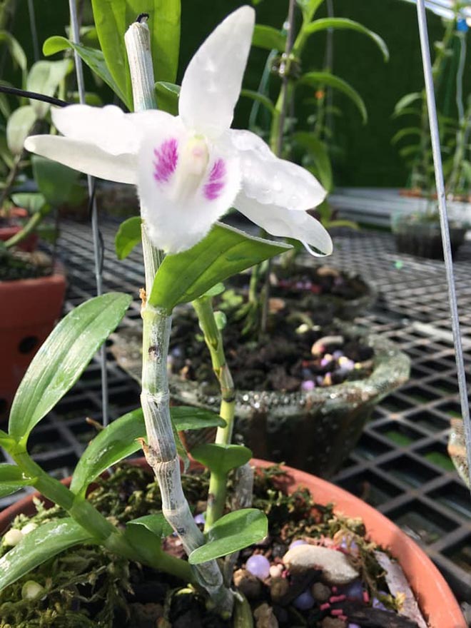 Đào Ngọc Tuân không ngại chia sẻ kỹ thuật trồng và chăm sóc cây hoa lan - 1 - kythuatcanhtac.com