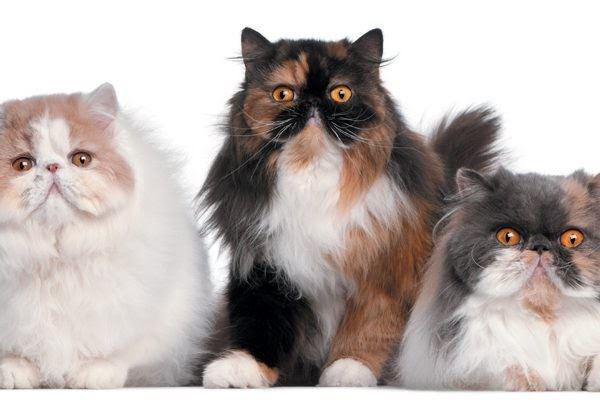 Mèo Ba Tư - Đặc điểm, giá bán, cách nuôi và chăm sóc tốt nhất - 1 - kythuatcanhtac.com