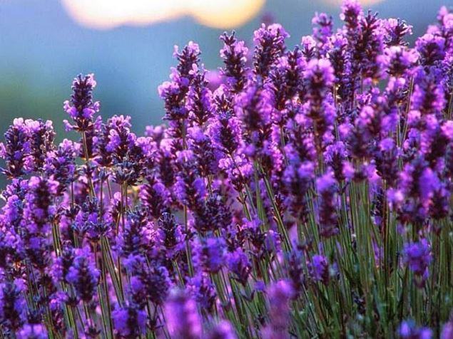 hình ảnh hoa lavender làm hình nền máy tính đẹp - kythuatcanhtac.com