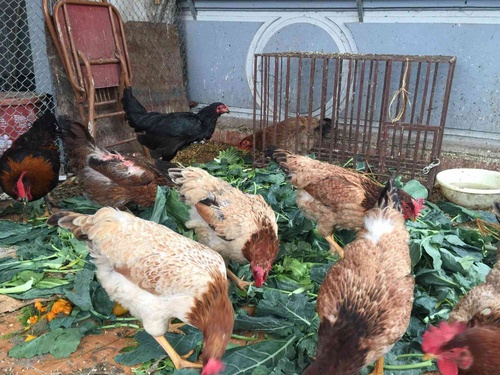 Tết ấm của mẹ đảm Hà Nội trồng rau sạch, nuôi gà ngon trên sân thượng bé hin hin - 11 - kythuatcanhtac.com