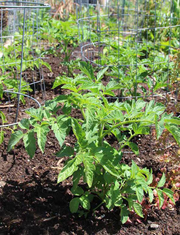 Lạ đời cách trồng cà chua thái miếng chỉ mất vài phút, sau được cả vườn cà chua sai trĩu - 8 - kythuatcanhtac.com