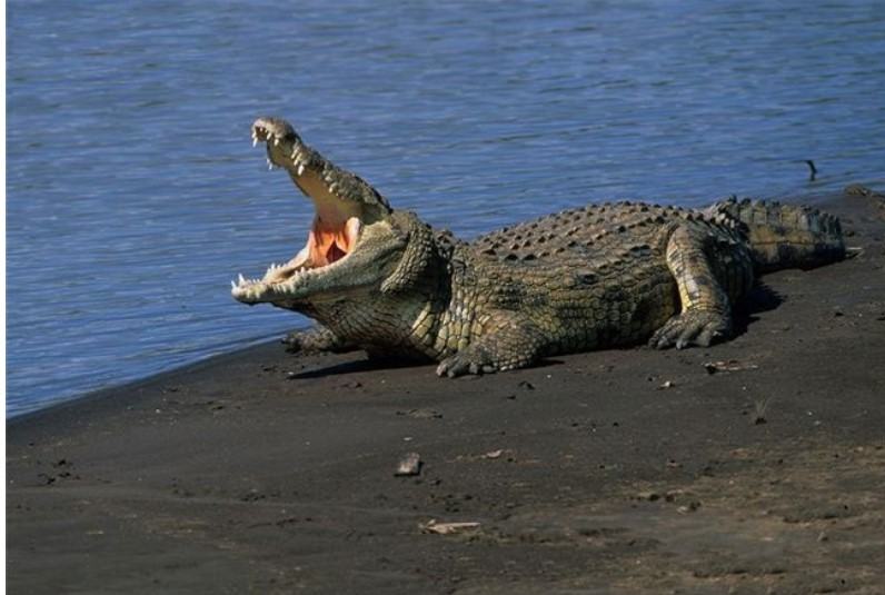 Cá sấu và những đặc tính cần biết về loài cá nguy hiểm này 9 - kythuatcanhtac.com