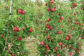 Cách trồng cây táo tây - kythuatcanhtac.com