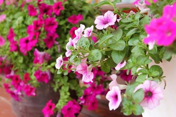 10 loại hoa trồng ban công hô biến ngôi nhà thêm rực rỡ, nhà nào cũng nên có - 6 - kythuatcanhtac.com