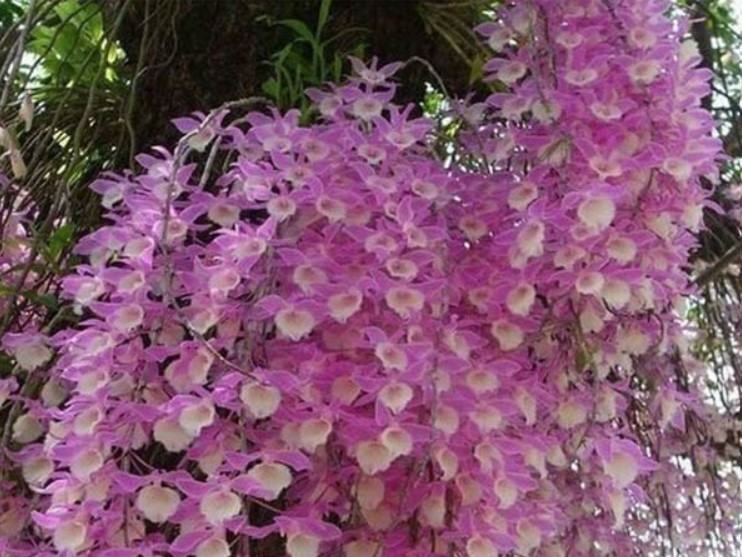 Hoa lan hạc vỹ - Loài hoa nhiều ý nghĩa và mang lại giá trị kinh tế cao 9 - kythuatcanhtac.com