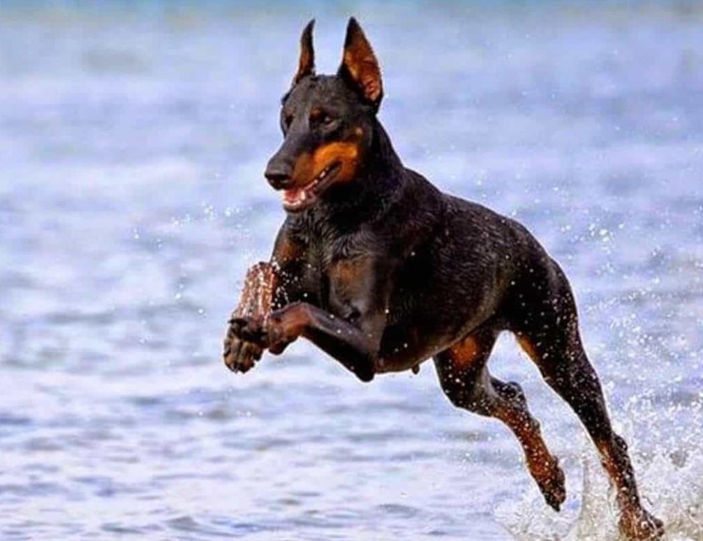 Chó doberman - Những thông thú vị về chú chó doberman có thể bạn chưa biết? 12 - kythuatcanhtac.com