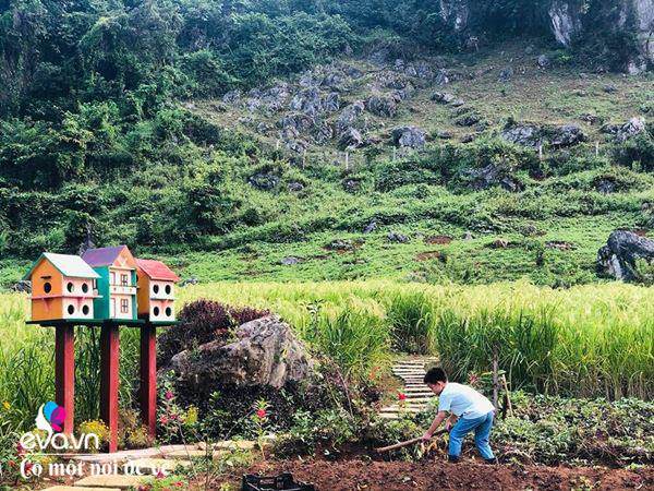 “Bỏ phố lên rừng”, vợ chồng 8X đến Mộc Châu dựng nhà sàn, trồng lúa nương trong vườn 5000m² - 14 - kythuatcanhtac.com