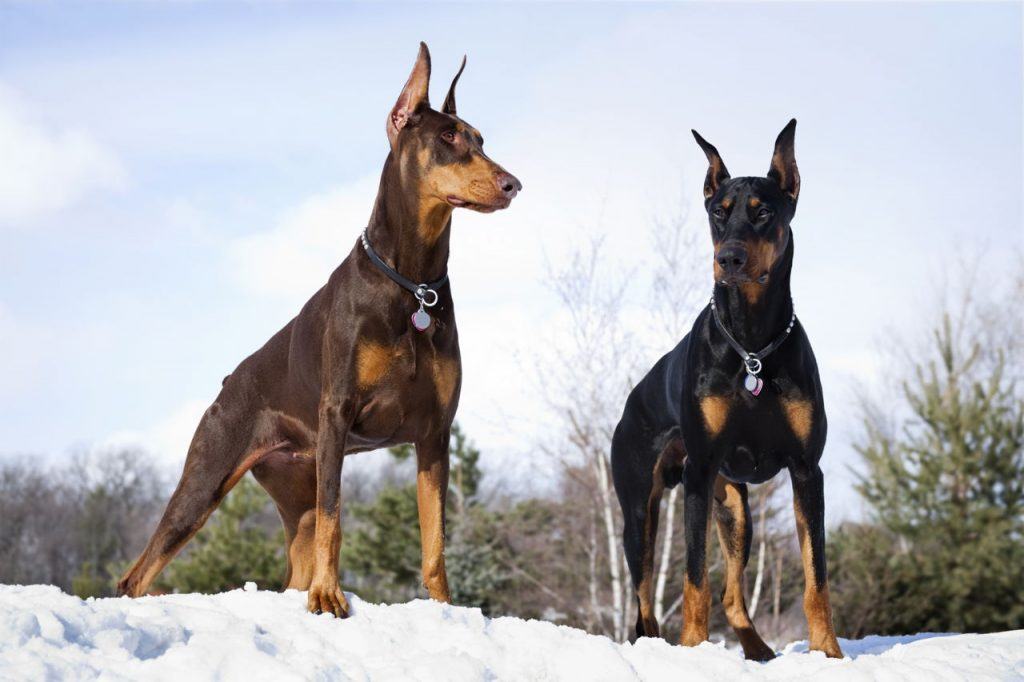 Hai chú chó Doberman oai vệ đứng trên tuyết - kythuatcanhtac.com
