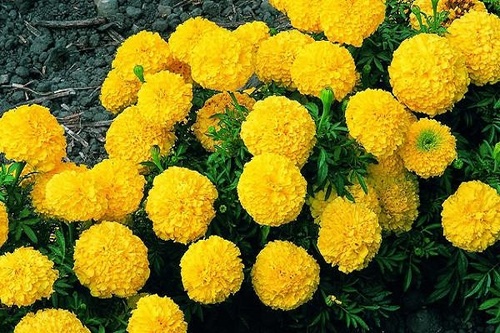 Hoa Cúc - Đặc điểm, ý nghĩa, công dụng và cách trồng giúp hoa nở đẹp - 6 - kythuatcanhtac.com