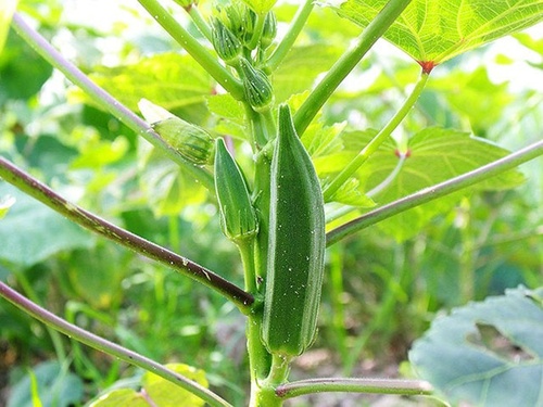 Cách trồng đậu bắp - kythuatcanhtac.com