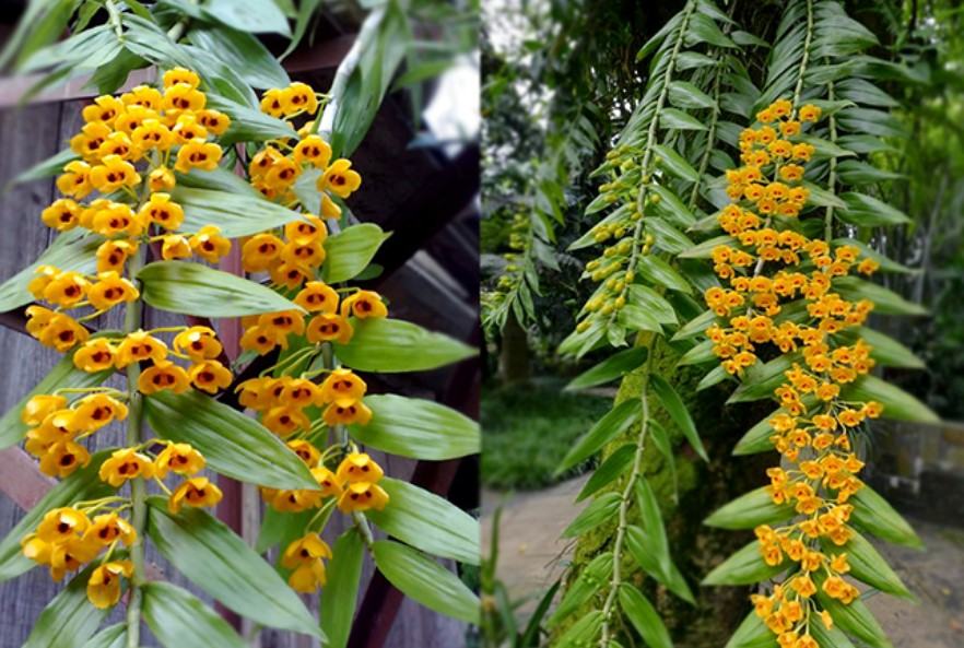 Hoa lan phi điệp vàng - Nguồn gốc, đặc điểm, cách trồng và chăm sóc hoa lan phi điệp vàng 19 - kythuatcanhtac.com