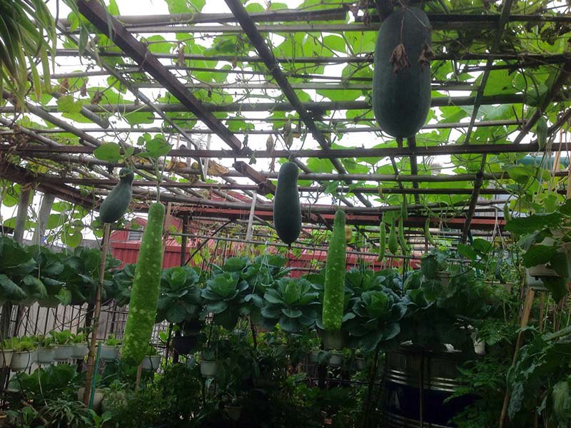Mẹ Hà Nội làm vườn treo trên sân thượng 50m2, cả năm không mất tiền mua rau - 5 - kythuatcanhtac.com