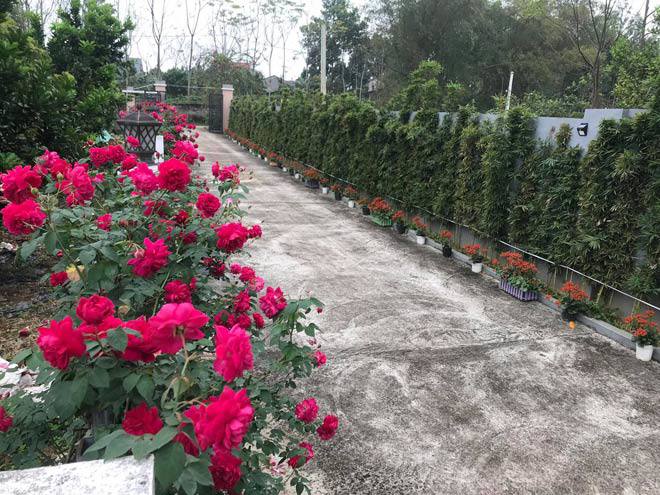 Mê mẩn vườn hồng đẹp như mơ, rộng hàng nghìn m2 của bà mẹ Hà thành - 4 - kythuatcanhtac.com