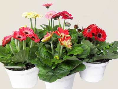 Sử dụng chậu nhựa hoặc chậu sứ để trồng hoa đồng tiền - kythuatcanhtac.com