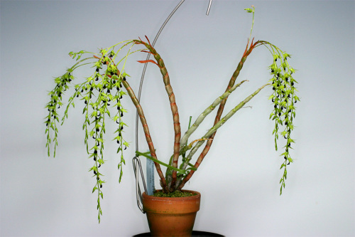 Dendrobium hemimelanoglossum, phi nữ, hoàng thảo thõng - kythuatcanhtac.com