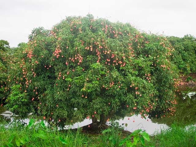 Vải thiều - cây ăn quả dễ trồng nhất - kythuatcanhtac.com