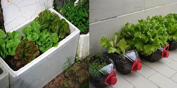 2 loại rau được tận dụng trồng chai nhựa, 30 ngày thu hoạch 1 lần, đủ cho cả nhà ăn - 1 - kythuatcanhtac.com