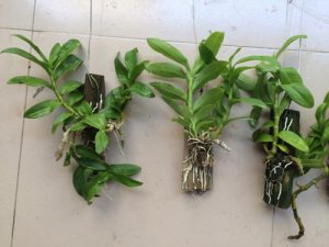Kỹ thuật trồng và chăm sóc lan Trầm tím nở đúng dịp Tết rực rỡ đón Xuân - kythuatcanhtac.com