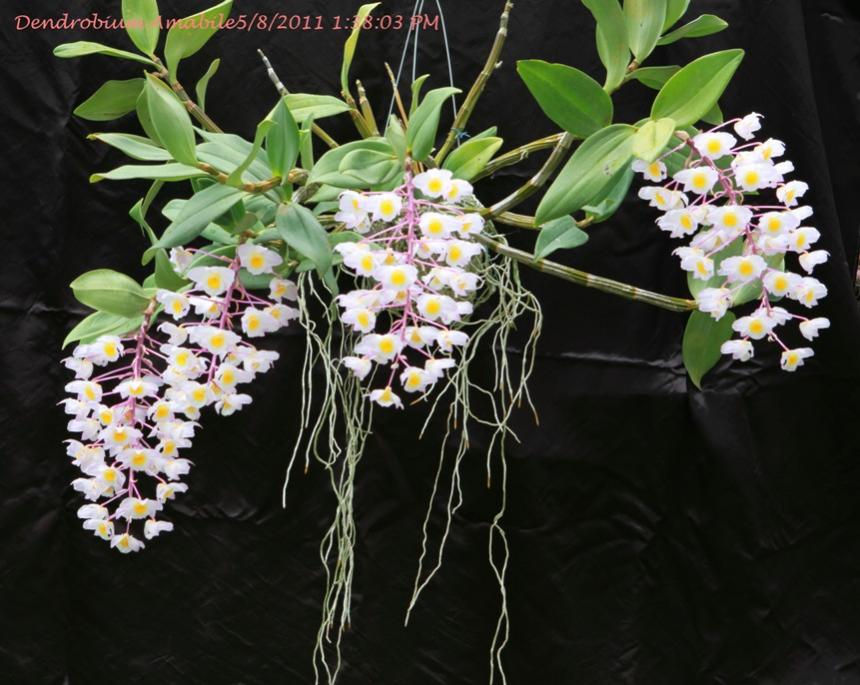 Dendrobium amabile, kiều hường, thủy tiên hường, hoàng thảo duyên dáng - kythuatcanhtac.com