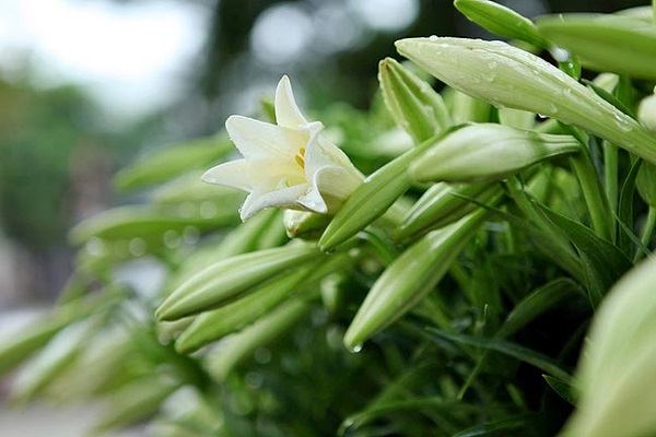 Tinh khôi sắc trắng hoa loa kèn tháng tư - kythuatcanhtac.com