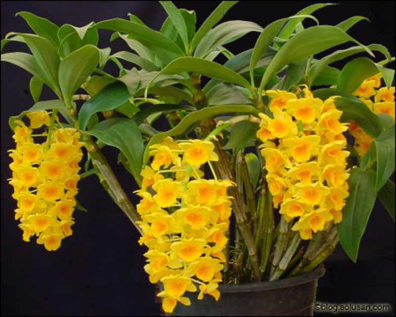 Dendrobium densiflorum – Dendrobium griffithianum (Hoàng thảo Thủy Tiên mỡ gà) - kythuatcanhtac.com