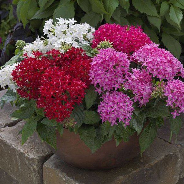 5 loại hoa dễ sống hơn rau, ra nụ quanh năm, khi nở chơi được nửa tháng - 2 - kythuatcanhtac.com