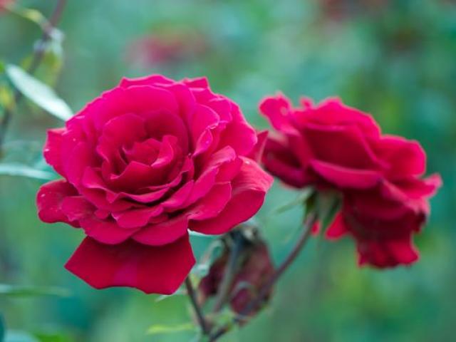 Các loài hoa hồng đẹp trên thế giới - kythuatcanhtac.com