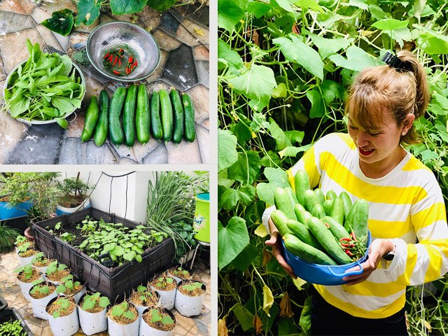 Mẹ Sài Gòn trồng vài gốc dưa thu về 50 kg, tuyệt đối không bán, quen lạ đem cho tuốt - kythuatcanhtac.com