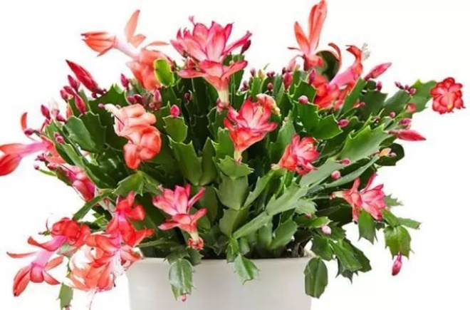 Có 3 loại hoa ở nhà bạn nhớ xịt nước thường xuyên, càng xịt nhiều lá càng tươi - 1 - kythuatcanhtac.com
