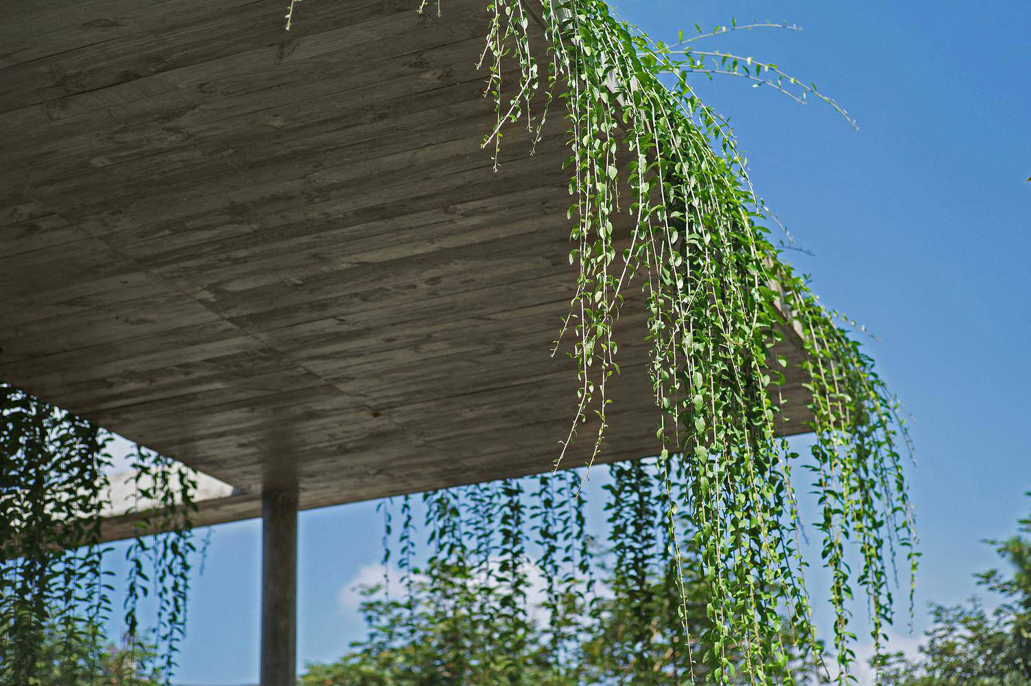 Biệt thự dùng cây xanh làm mái và hiên khiến báo nước ngoài hết lời khen ngợi - 13 - kythuatcanhtac.com