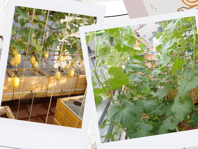Ông bố Phú Thọ làm vườn sân thượng theo bí quyết riêng, rau quả xanh tốt quanh năm - kythuatcanhtac.com