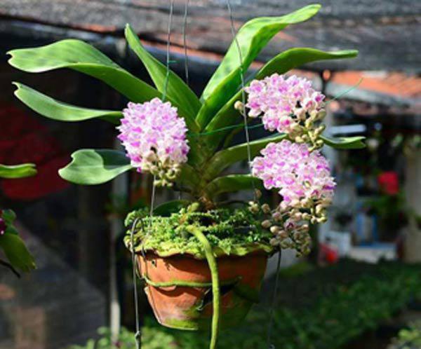 hoa phong lan - kythuatcanhtac.com