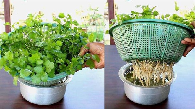 Tự tay trồng rau mùi, có thể hái trong 10 ngày, chăm một vụ có thể ăn trong nửa năm - 5 - kythuatcanhtac.com