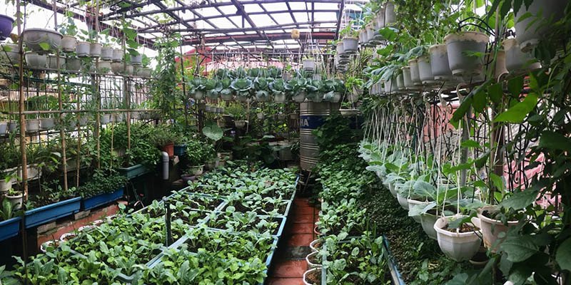 Mẹ Hà Nội làm vườn treo trên sân thượng 50m2, cả năm không mất tiền mua rau - 1 - kythuatcanhtac.com