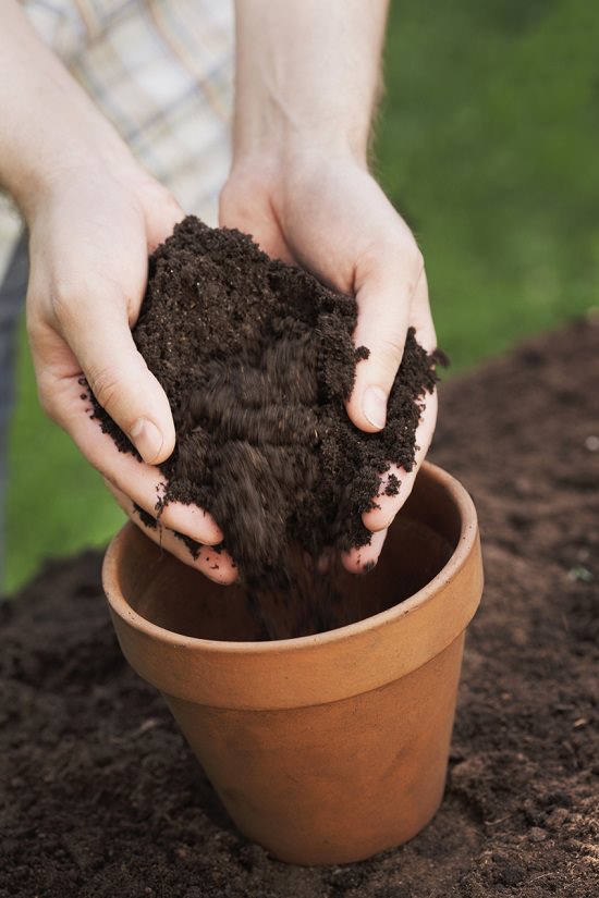 Để trồng cây nha đam tốt đòi hỏi đất trồng cây phải có khả năng thoát nước tốt. Được ủ để tạo điều kiện cho bộ rễ cây phát triển tốt nhất.  - kythuatcanhtac.com
