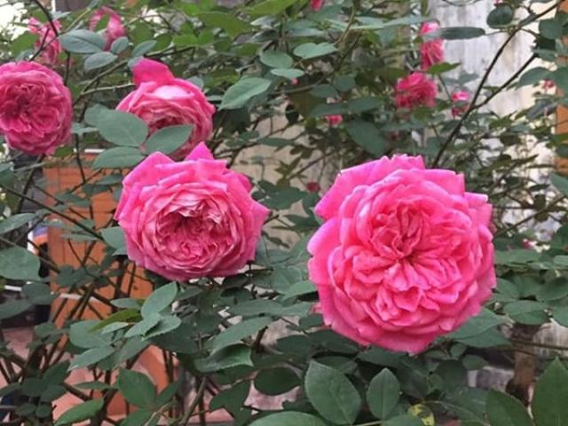 Cách trồng hoa hồng cổ Sapa cho hoa nở căng to như bát cơm, rực rỡ góc vườn - kythuatcanhtac.com