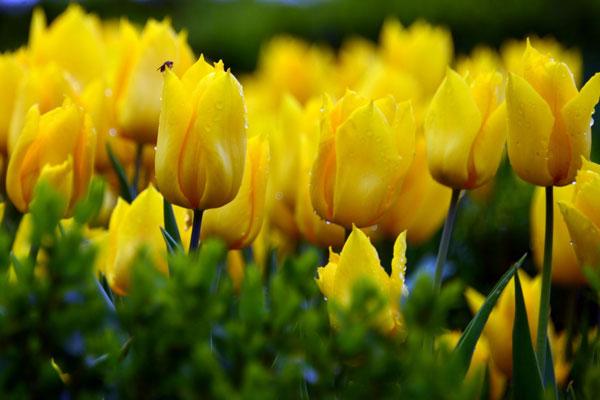 Ý nghĩa hoa Tulip vàng, đỏ, trắng, hồng, tím trong tình yêu và đời sống - 2 - kythuatcanhtac.com