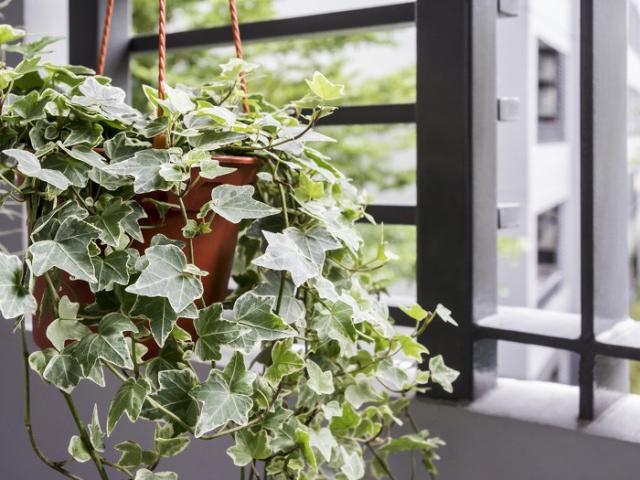 6 loại cây được khuyên trồng trong nhà sẽ tốt cho sức khỏe của gia đình bạn - kythuatcanhtac.com