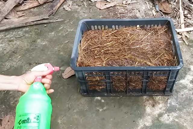 Cách trồng nấm rơm đơn giản tại nhà - kythuatcanhtac.com