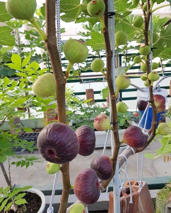 Sung trồng trong chậu mùa đông bón phân, sang mùa xuân sẽ càng nhiều trái và ngọt - 3 - kythuatcanhtac.com