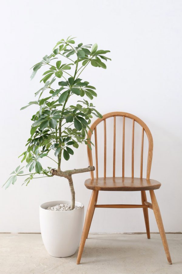 Học cách trồng cây ngũ gia bì làm cảnh để bàn trang trí phòng làm việc - kythuatcanhtac.com