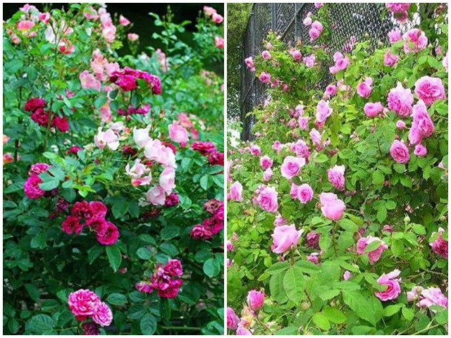 Cách trồng hoa hồng dại làm hàng rào tuyệt đẹp, không cần chăm nhiều cây vẫn sống khỏe - kythuatcanhtac.com