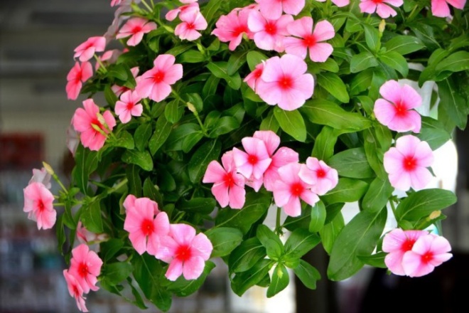 Loài hoa này tồn tại được hơn 300 ngày khi nở, chỉ cần ném xuống đất ẩm cũng tốt um - 1 - kythuatcanhtac.com