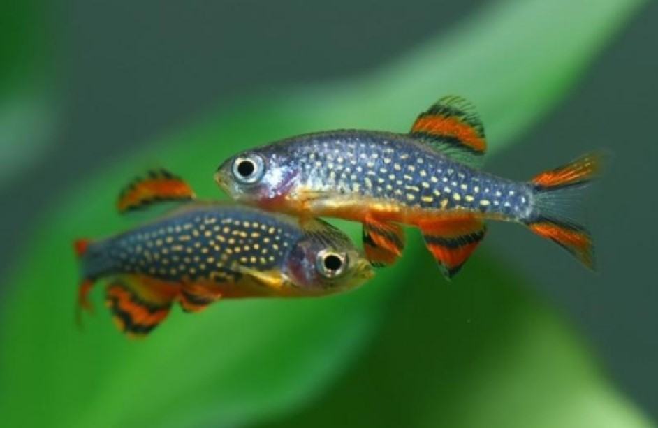 Cá cảnh - Những loài cá cảnh phổ biến nhất hiện nay 28 - kythuatcanhtac.com